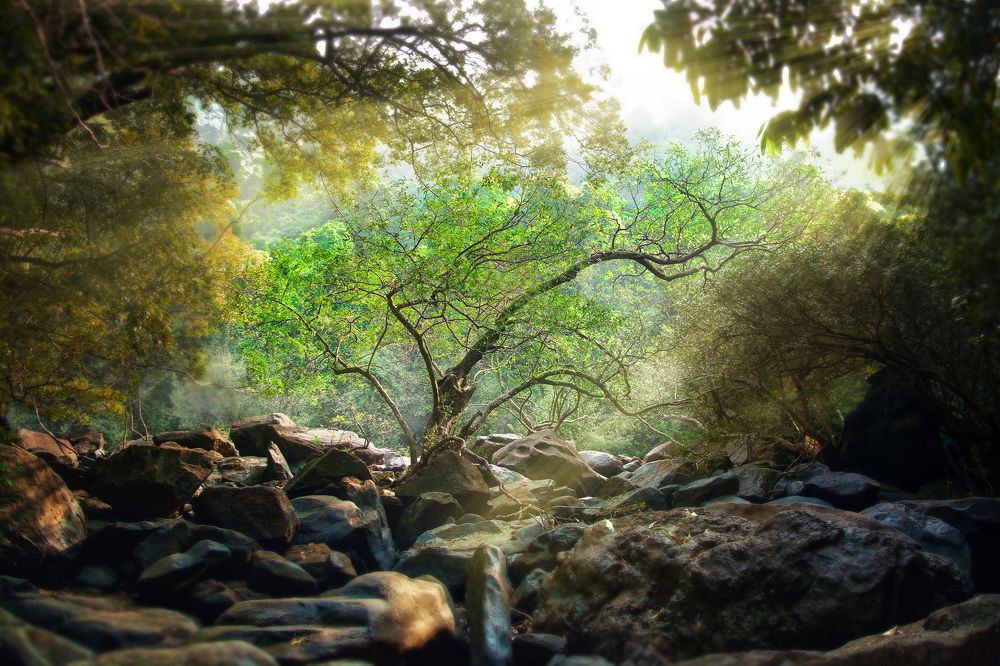 Одинокое деревце