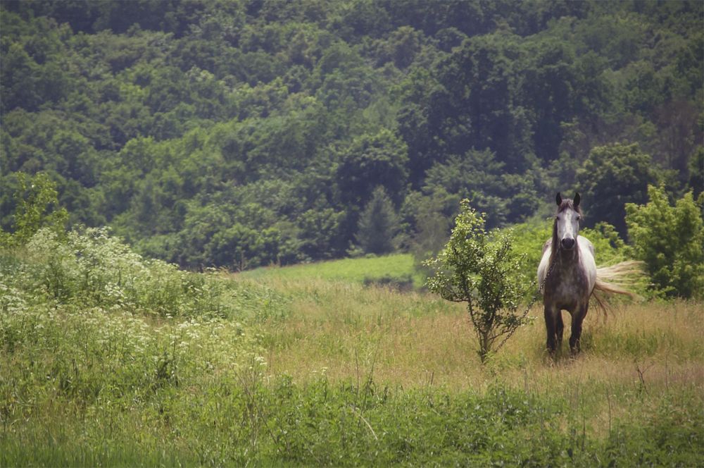 Деревенское утро