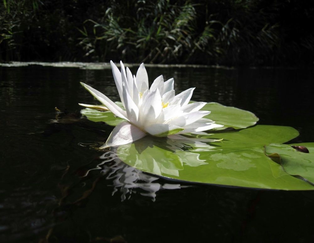 Photograph by Людмила М