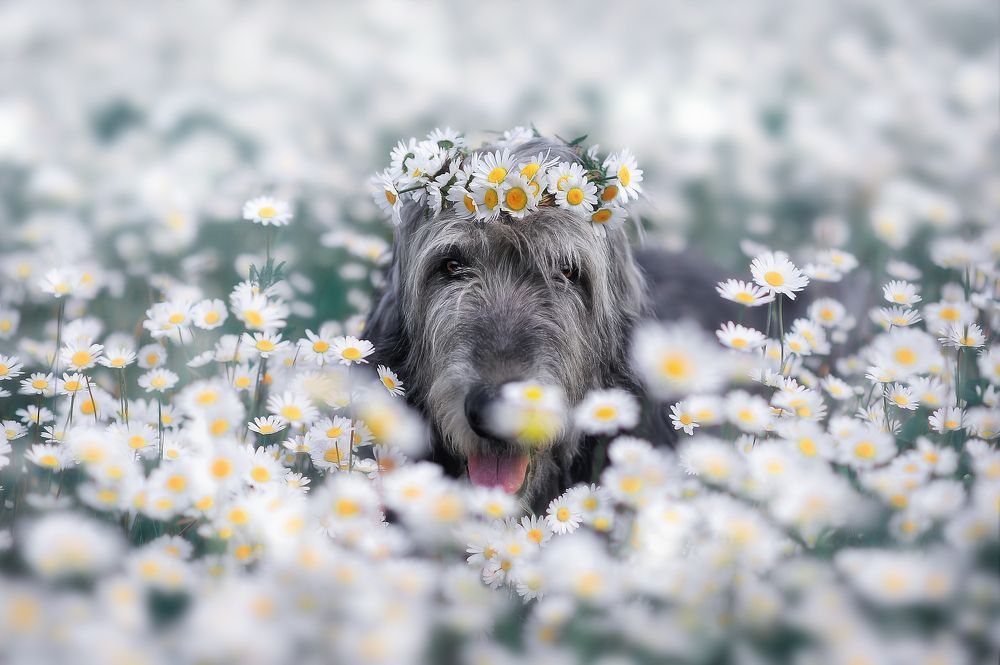 Король «Нарнии» / King of Narnia