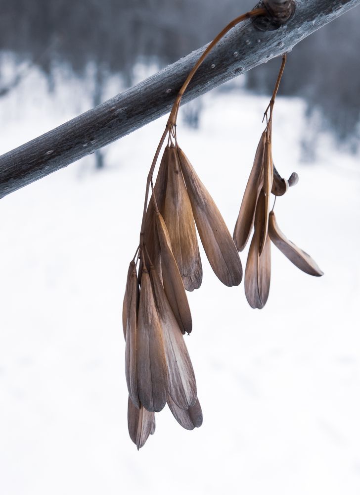 Зима в осенних сережках