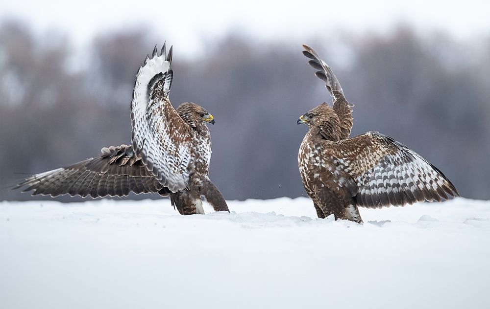 Ритуал битвы