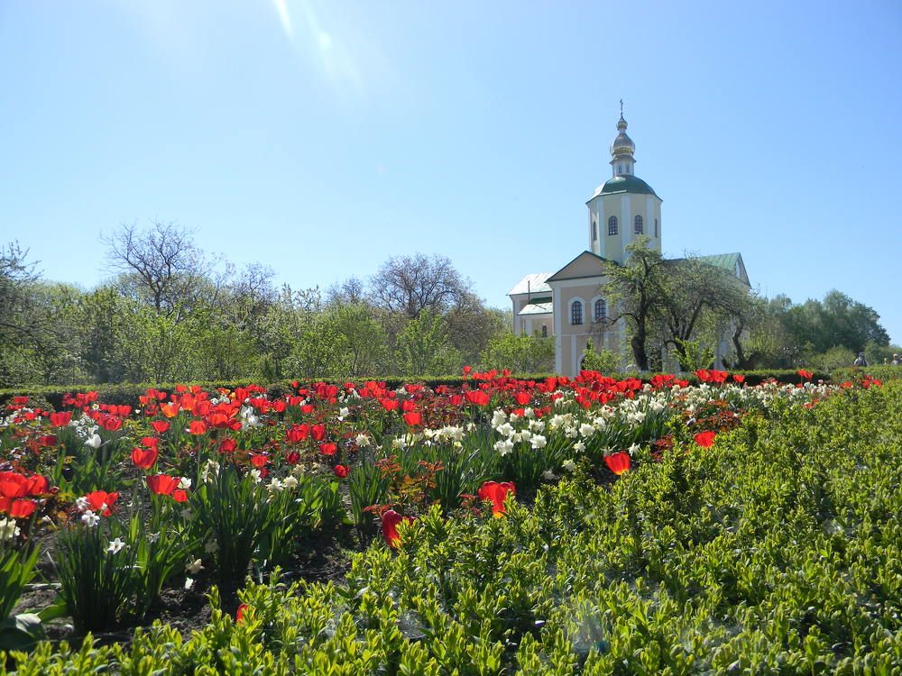 Тюльпаны