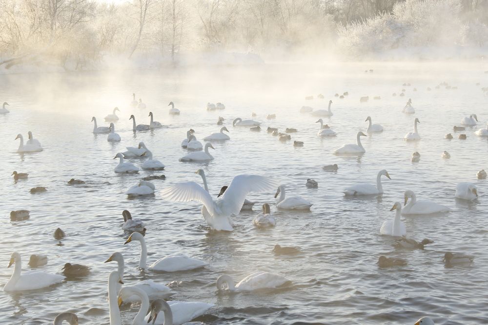 Рассвет на Лебедином озере