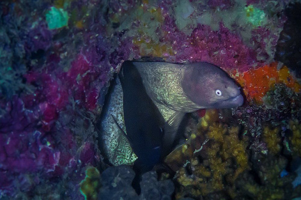 Мурены удивленные и смешные