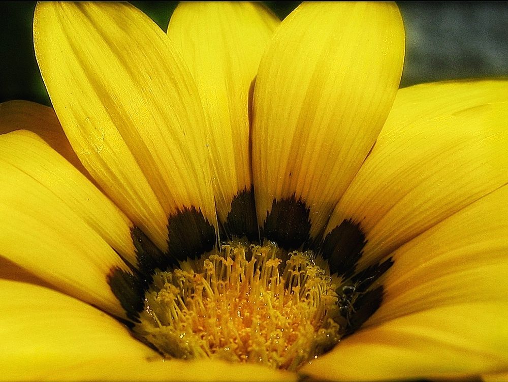 Amarilla