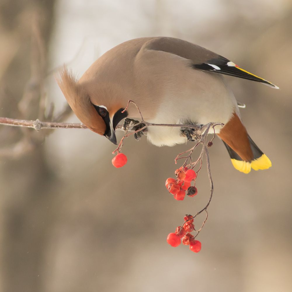 Сбор урожая