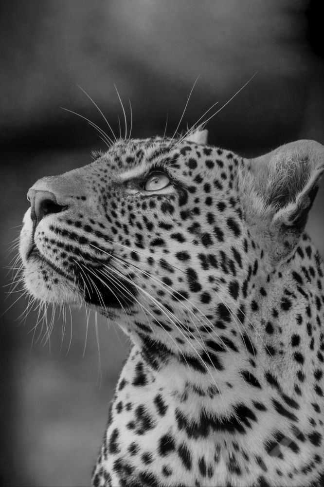 Portrait of leopard