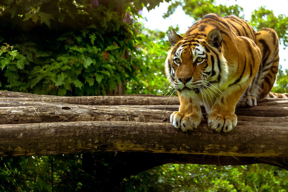 Tiger Ina