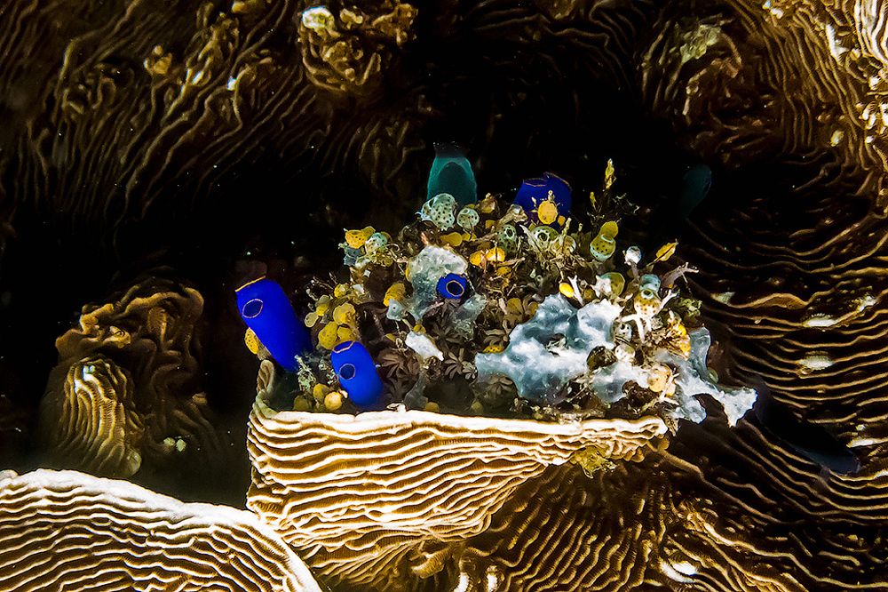 Морской натюрморт