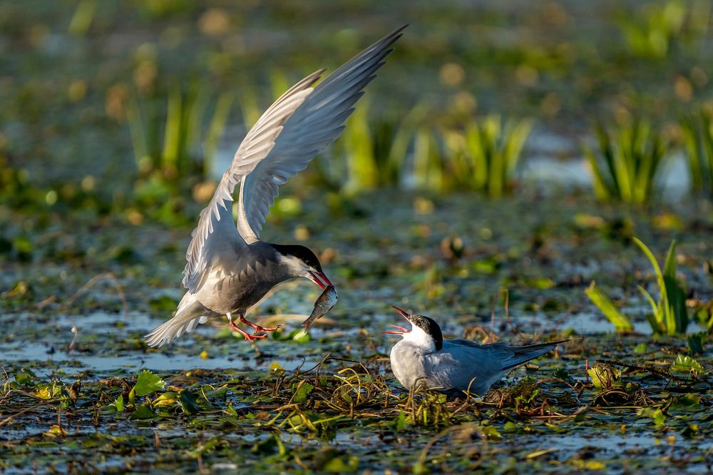 Whiskered tern mating (Chlidonias hybrida)