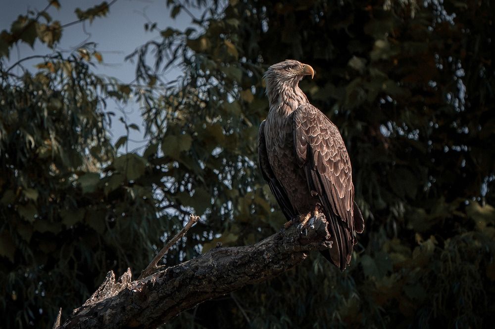 The white-tailed eagle (Haliaeetus albicilla)
