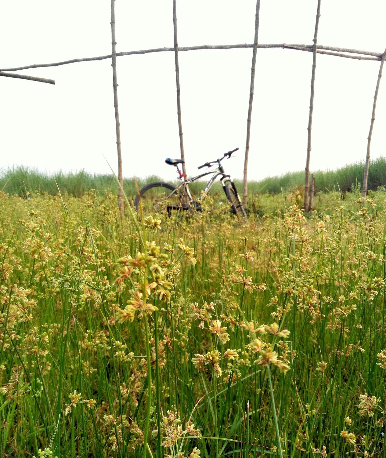 Photo #3022458