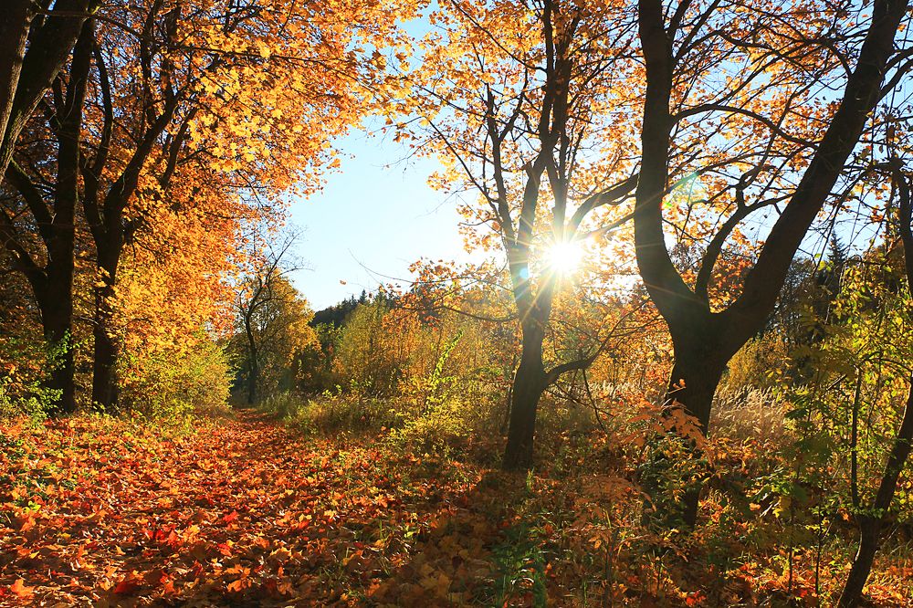 Осенняя прогулка.