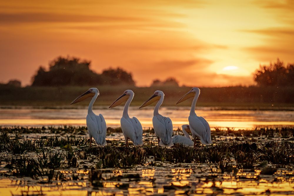 Pelicans in the Danube Delta
