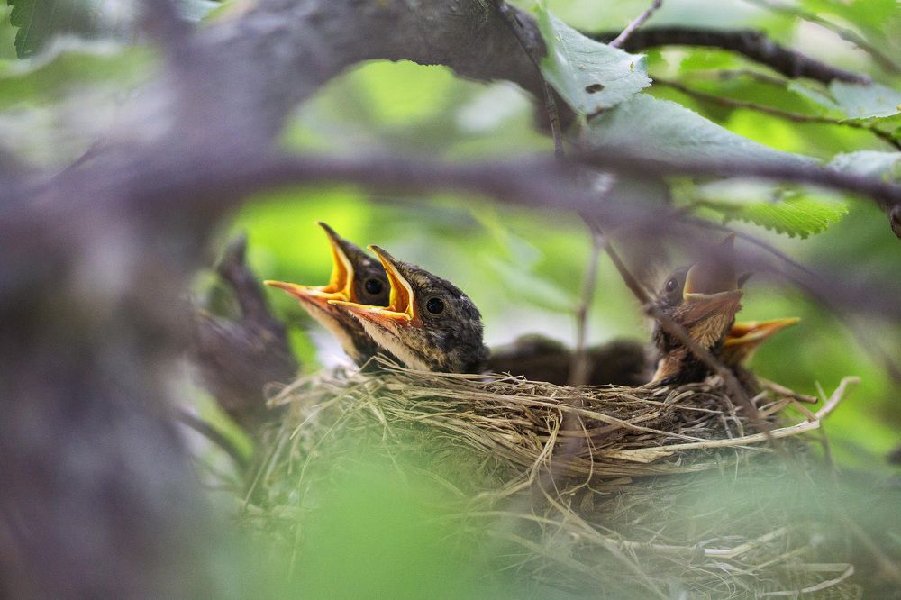 Новорожденные