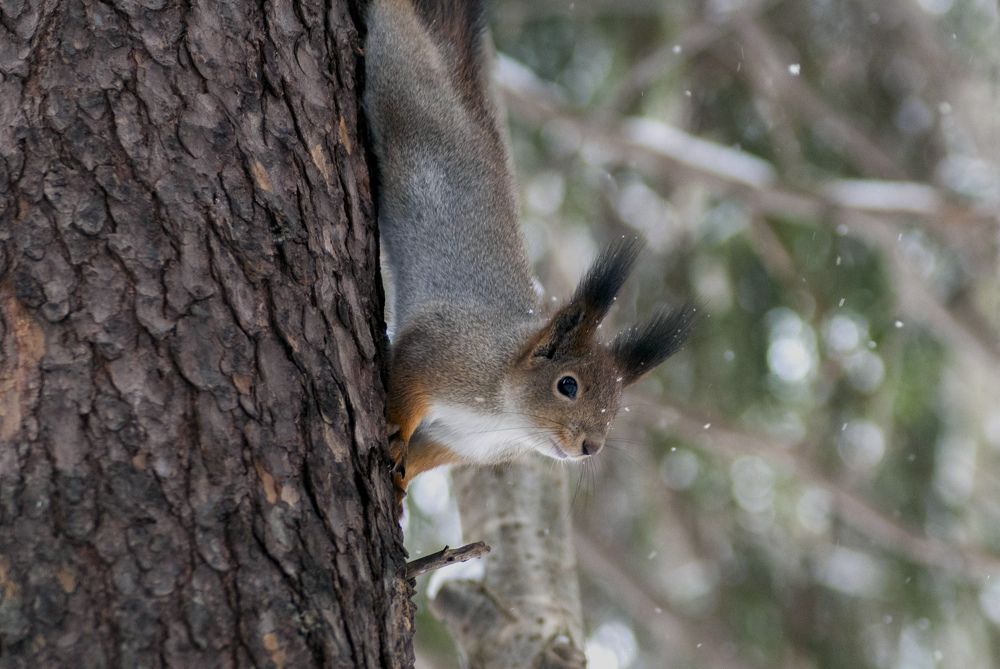 Photograph by Виктор Печищев