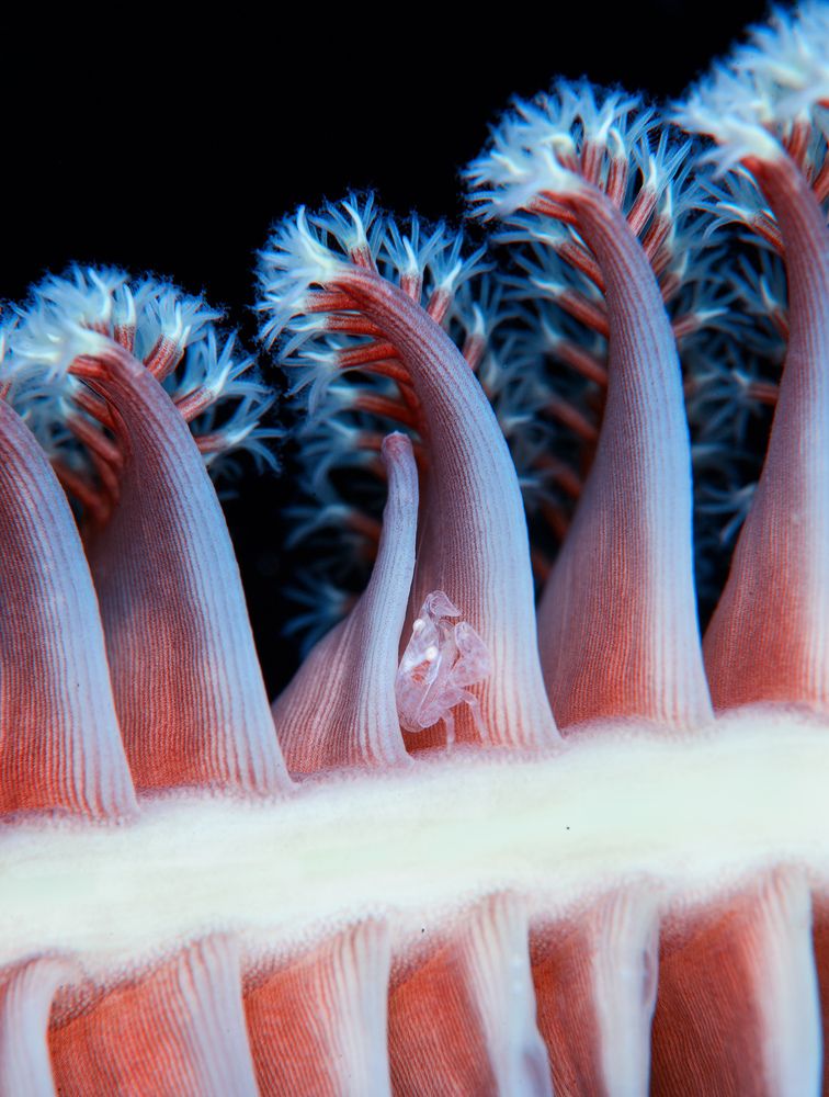 В волшебном лесу