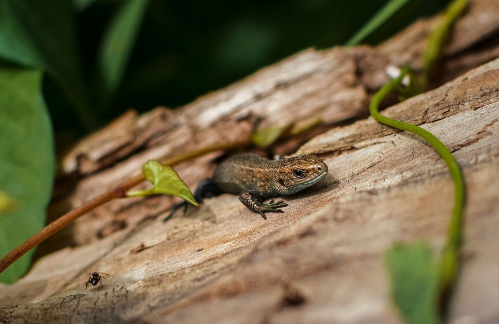 Любопытная