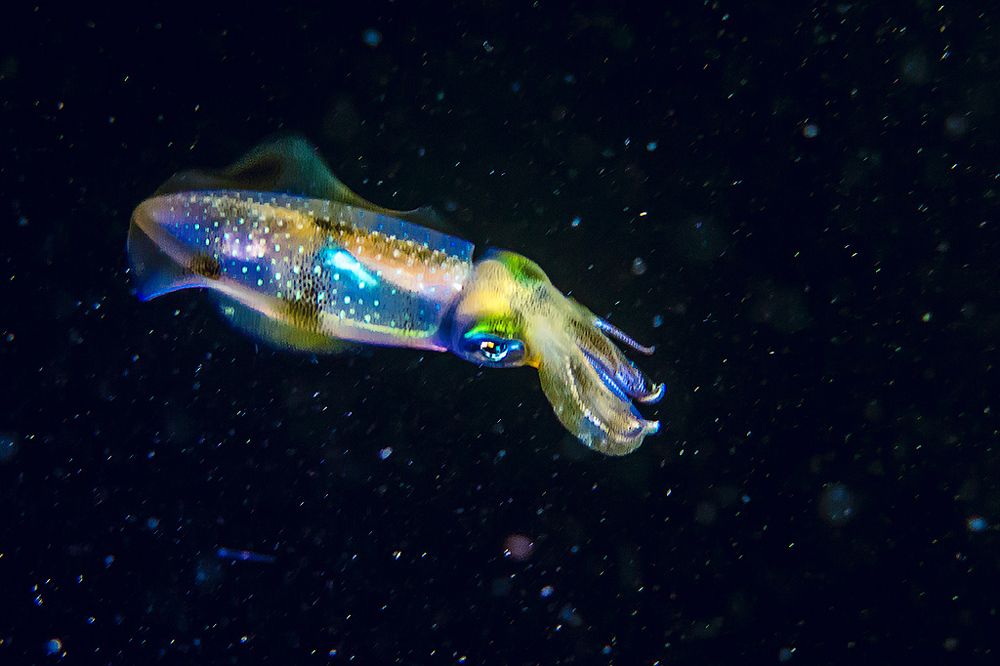 Подводный космос