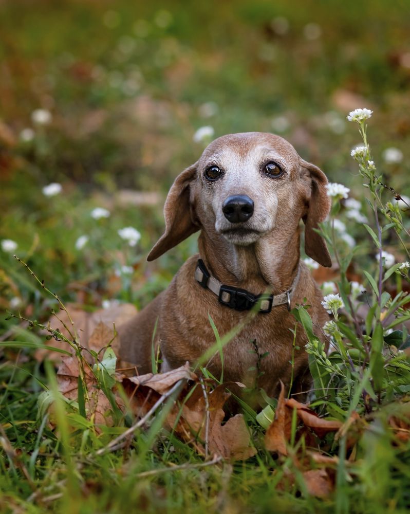 The dachshund portrait