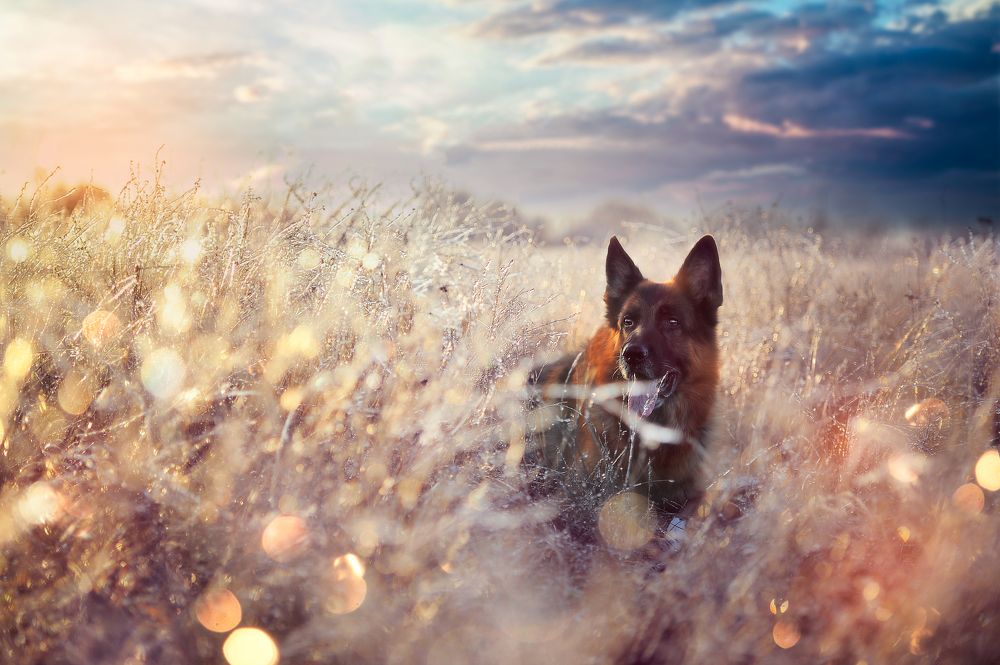 Мечты во снах!