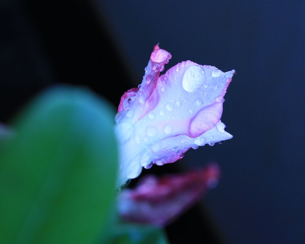 Pink Flower