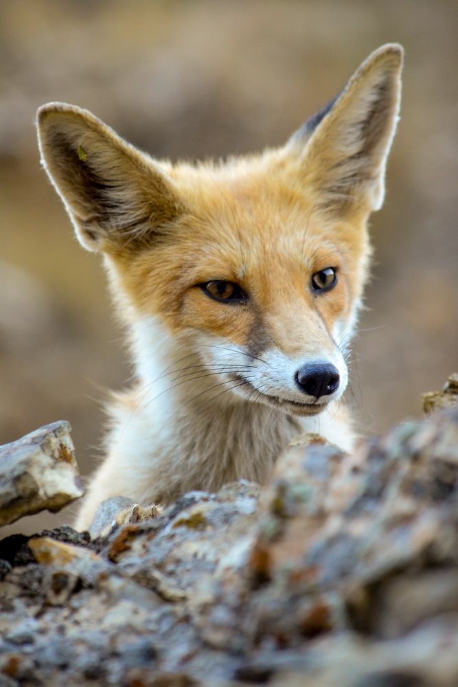 red fox