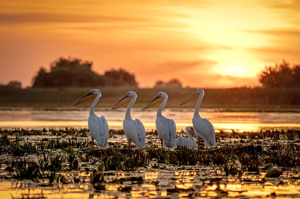 Pelicans in the Danube Delta