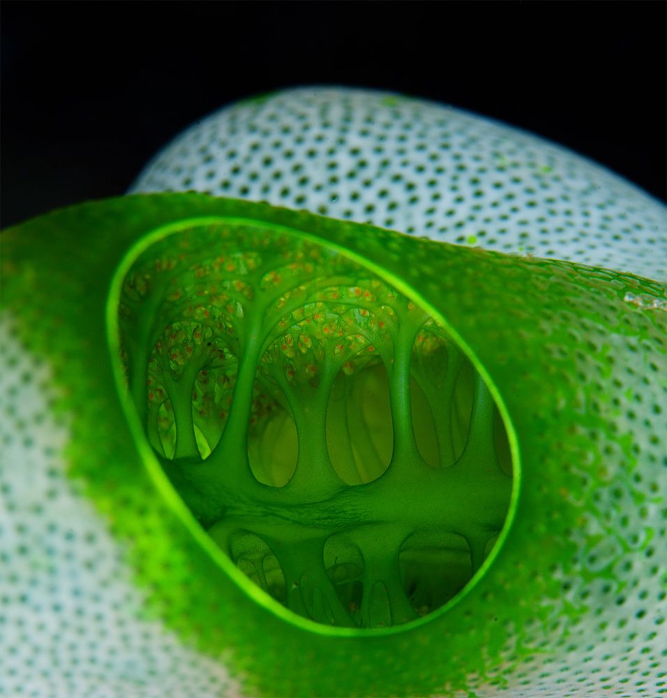 Решили мы построить дом