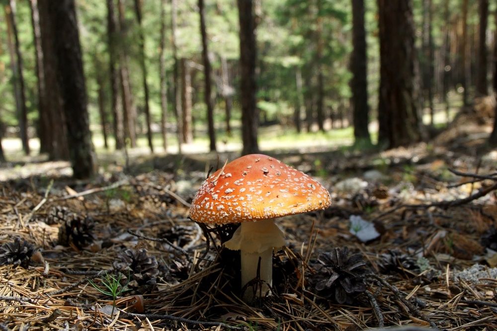 Вьетнамка в шляпке и юбочке