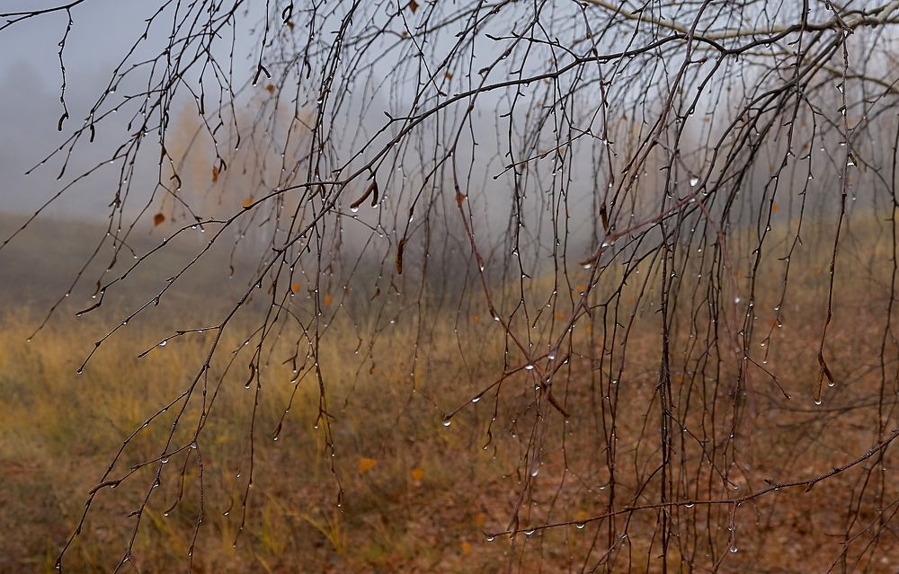 Слёзы осени