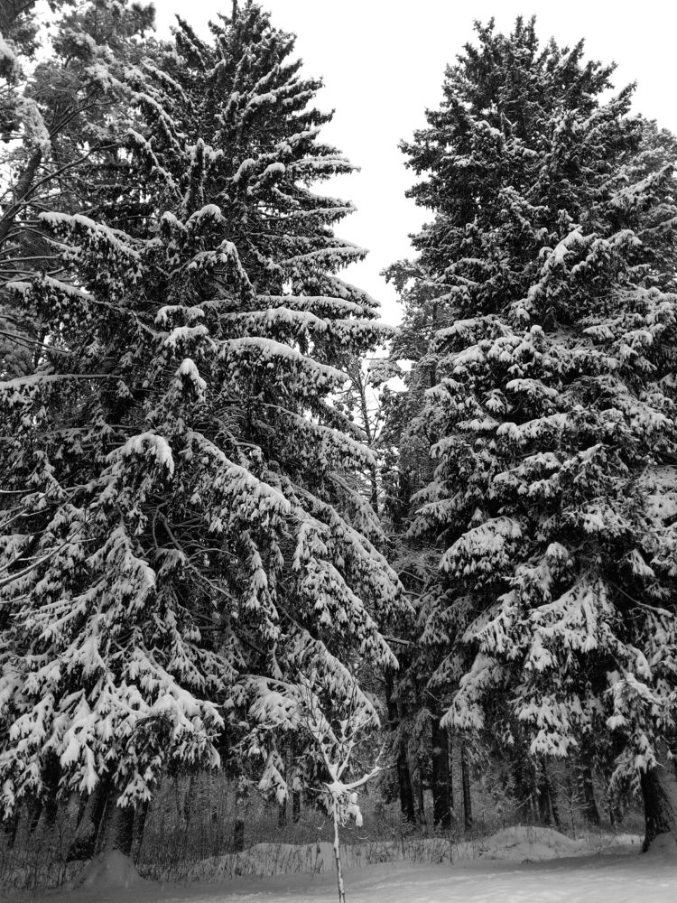 В зимнем лесу