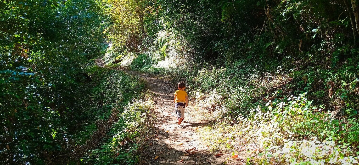 The boy and the Forest