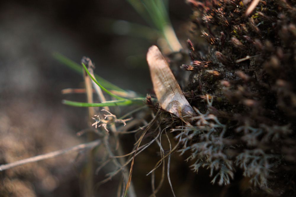 Будущая сосна