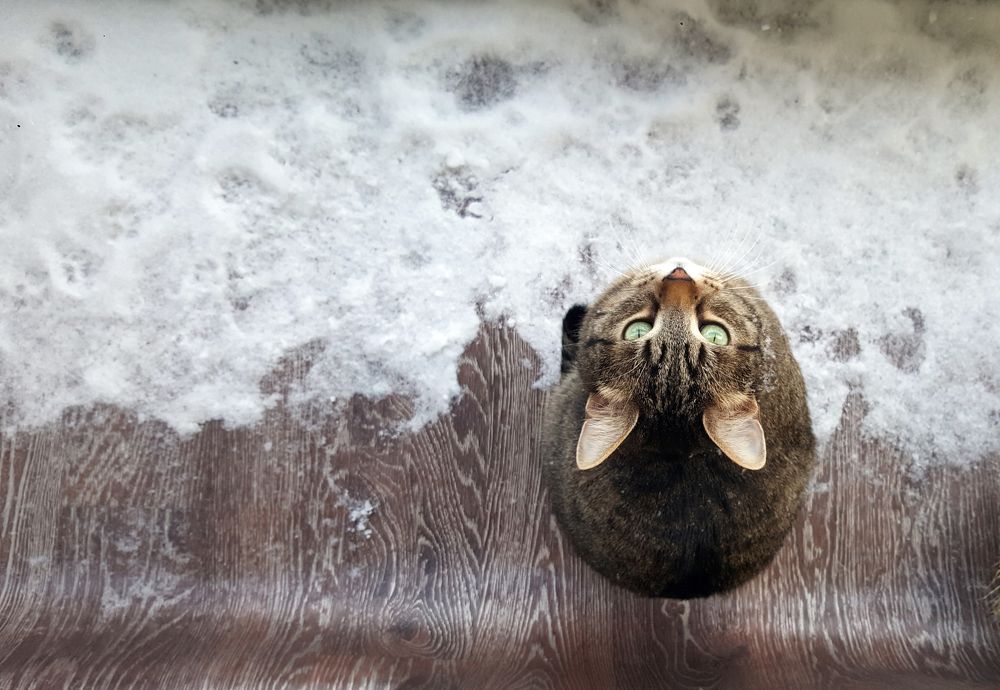 Зимний кот. Вид сверху