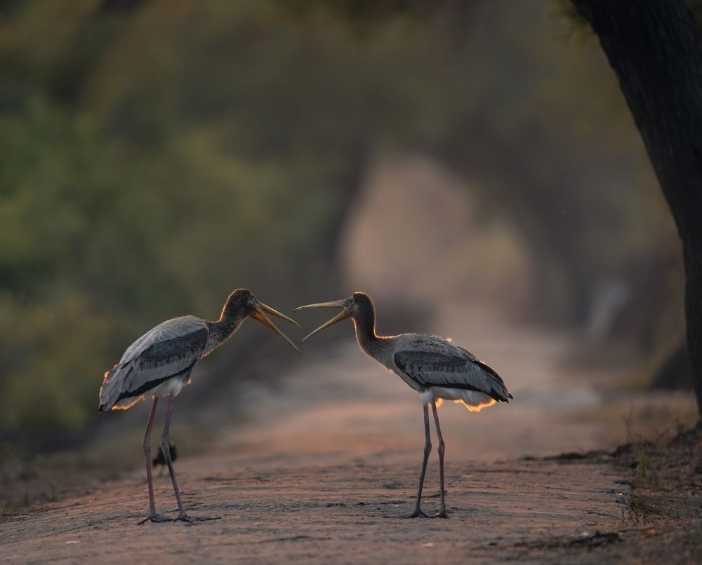 Painted storks fight