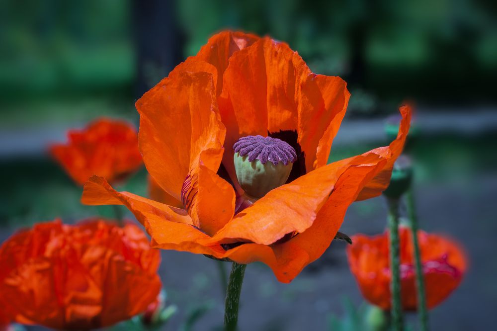 Дыхание лета