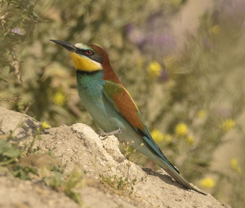 Photograph by Salvatore Macrì