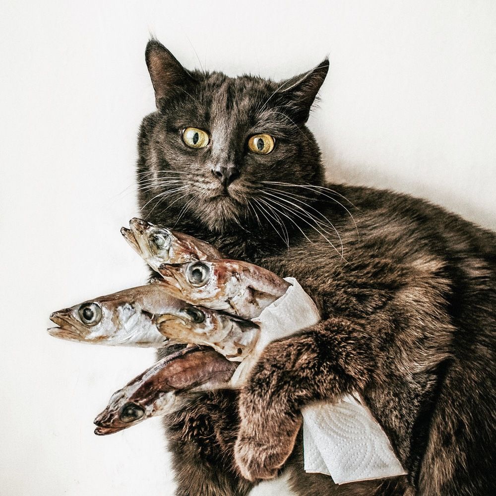 Рыбу не отдам!