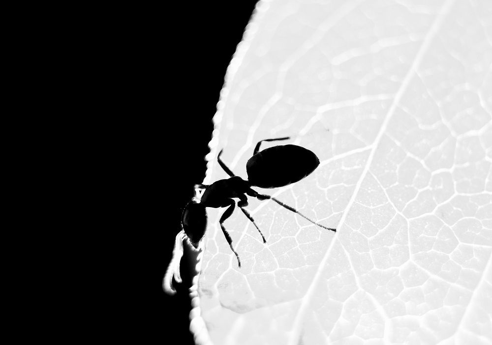 Black ant White