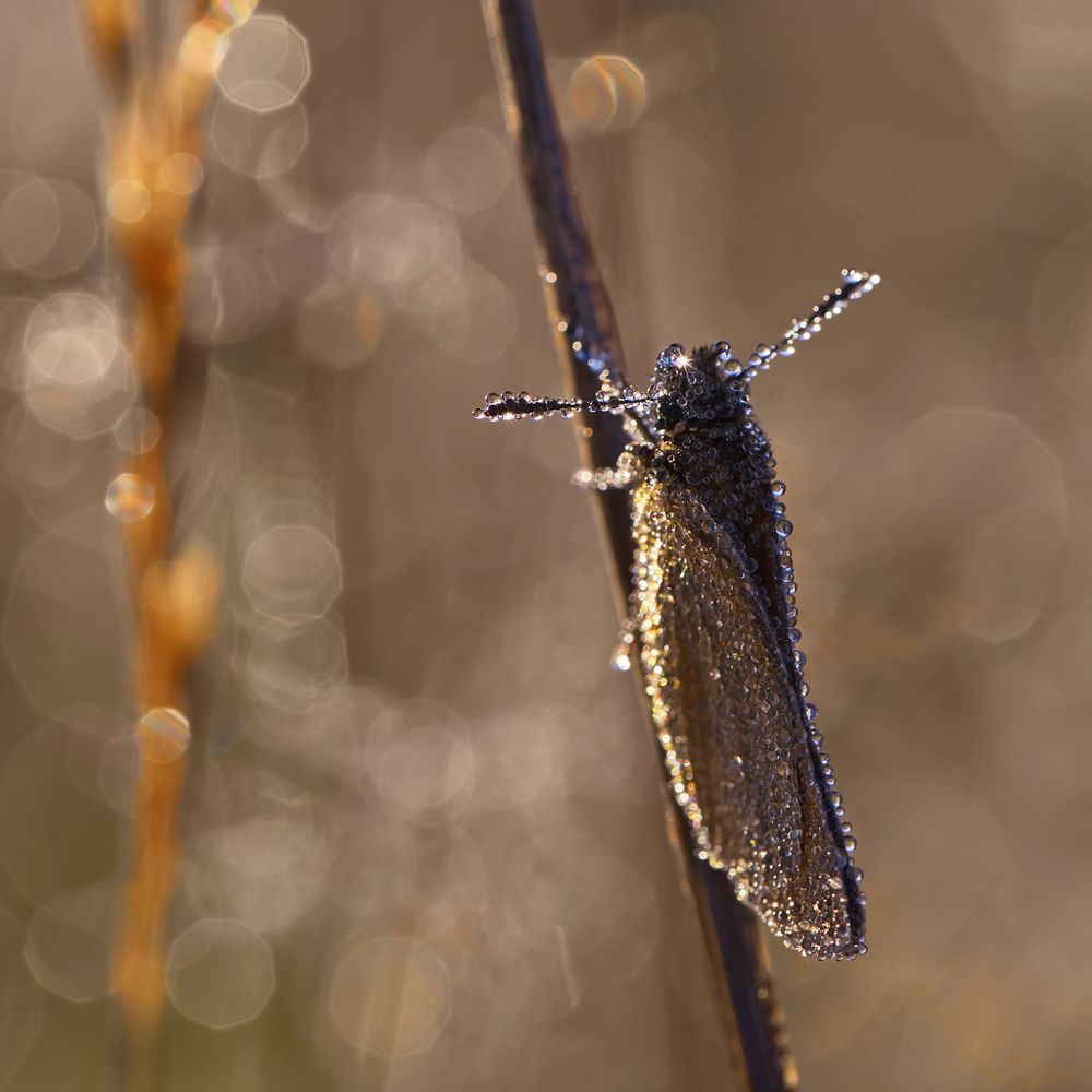 В утреннем сиянии