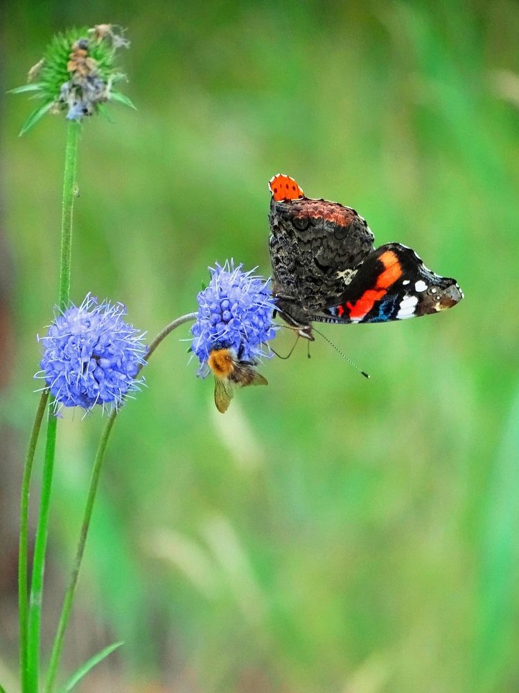 Безопасное соседство