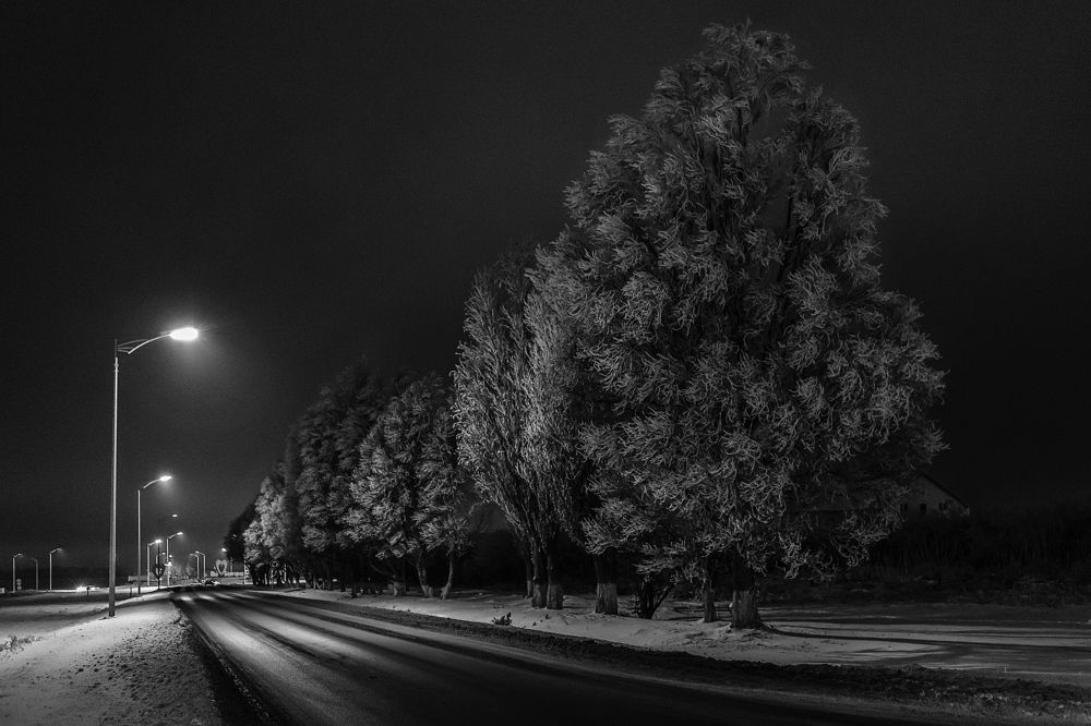 Седые кудри деревьев