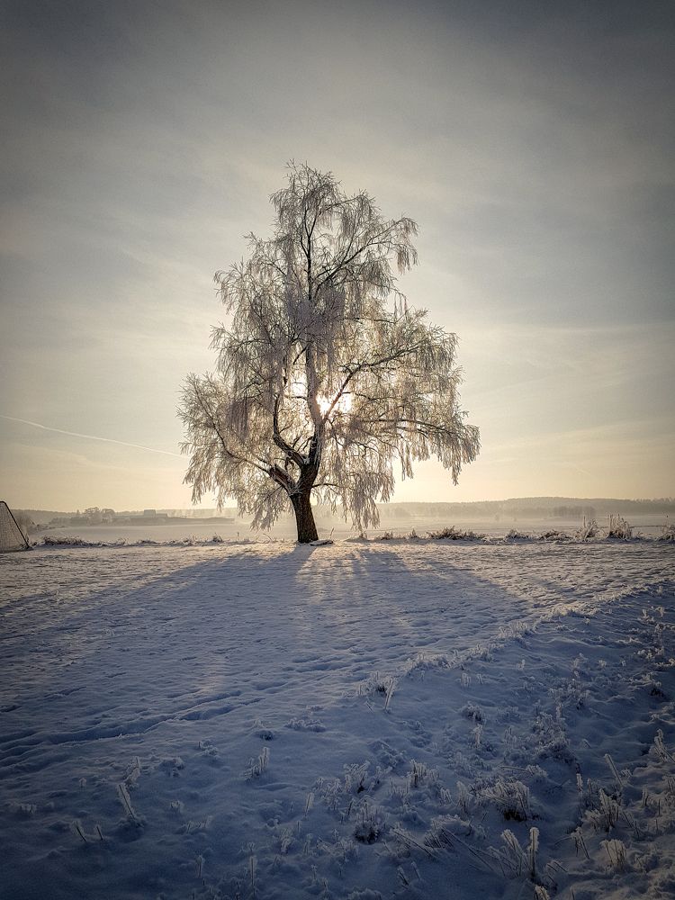 Winter tree