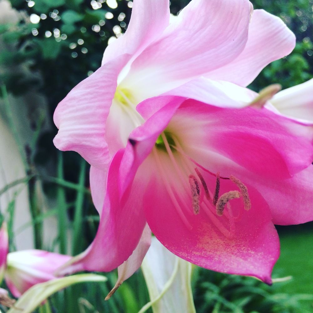 Flower in the morning