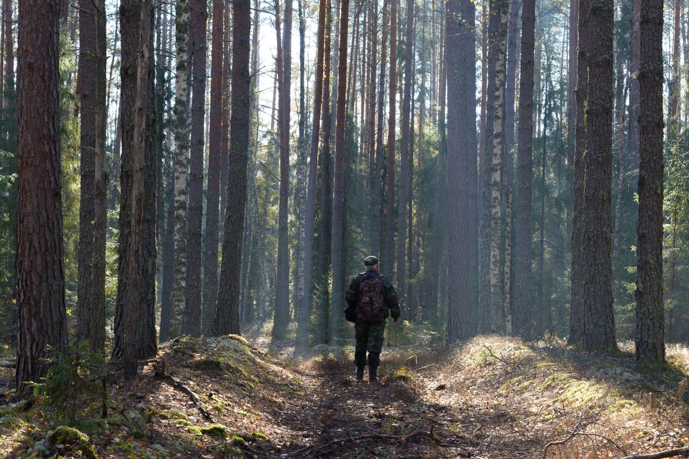 По лесной дороге