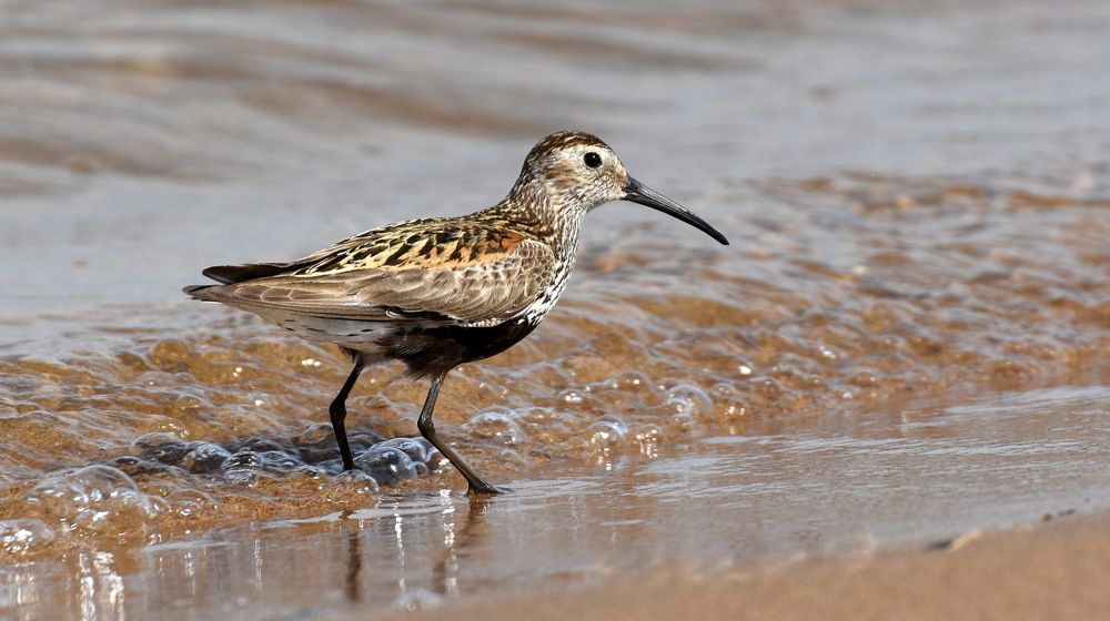 Чернозобик