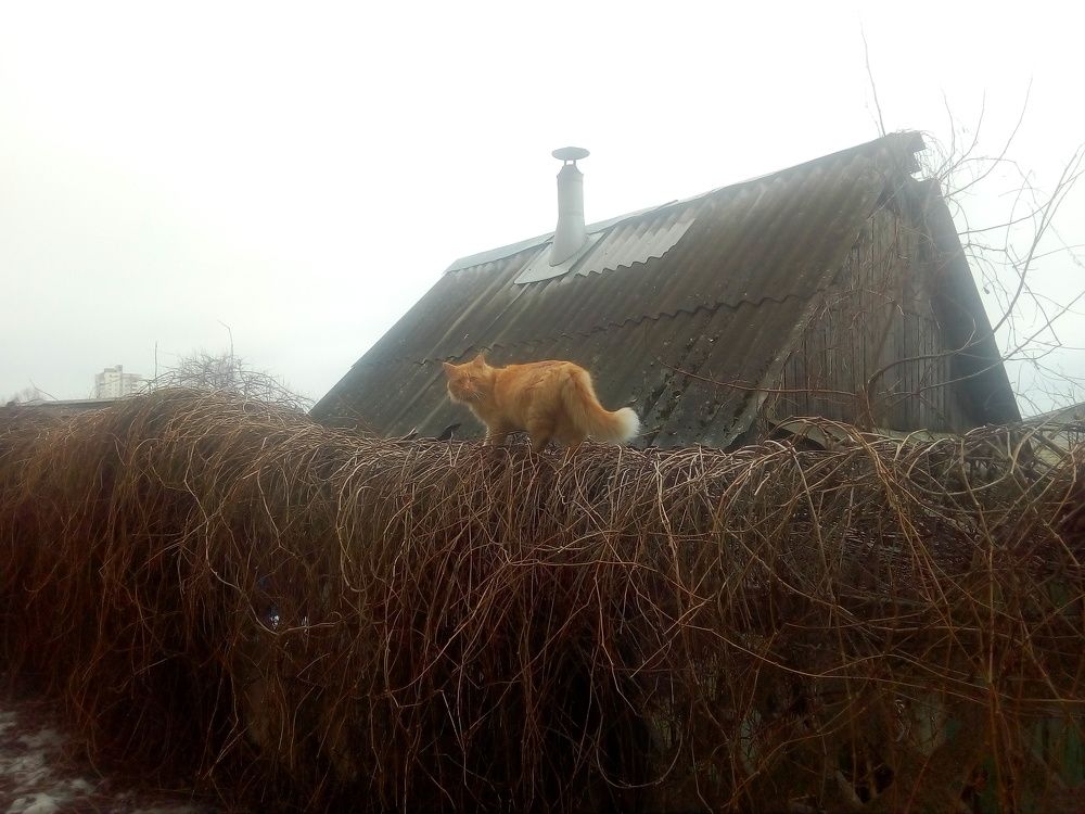 Просто кот.