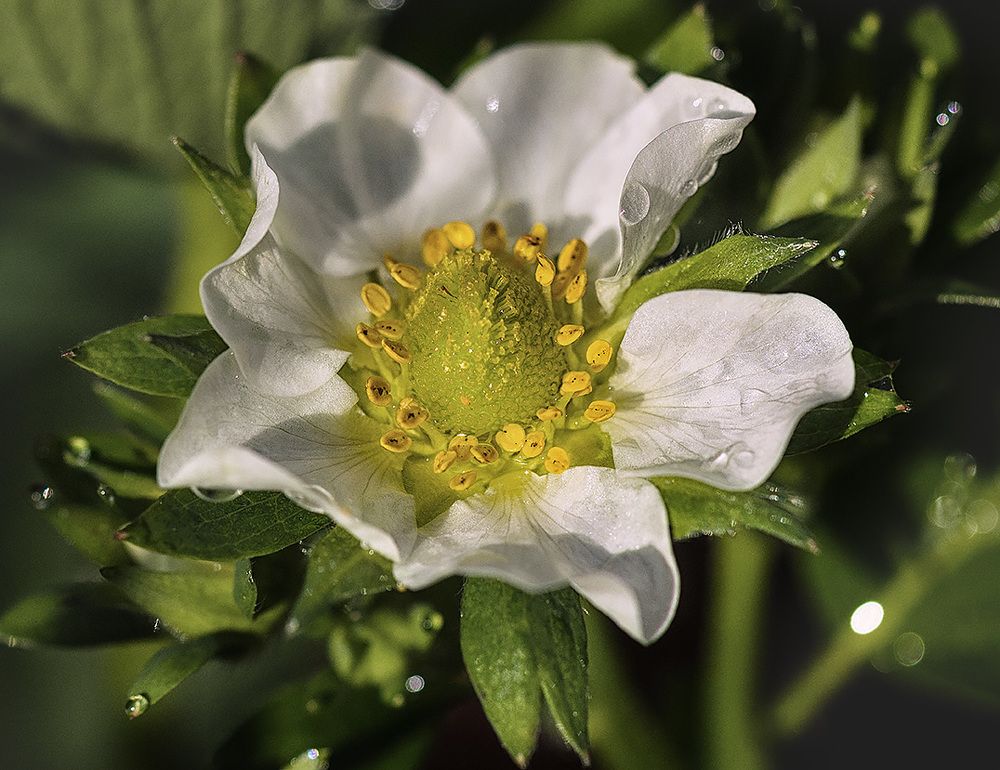 Цветущая клубника